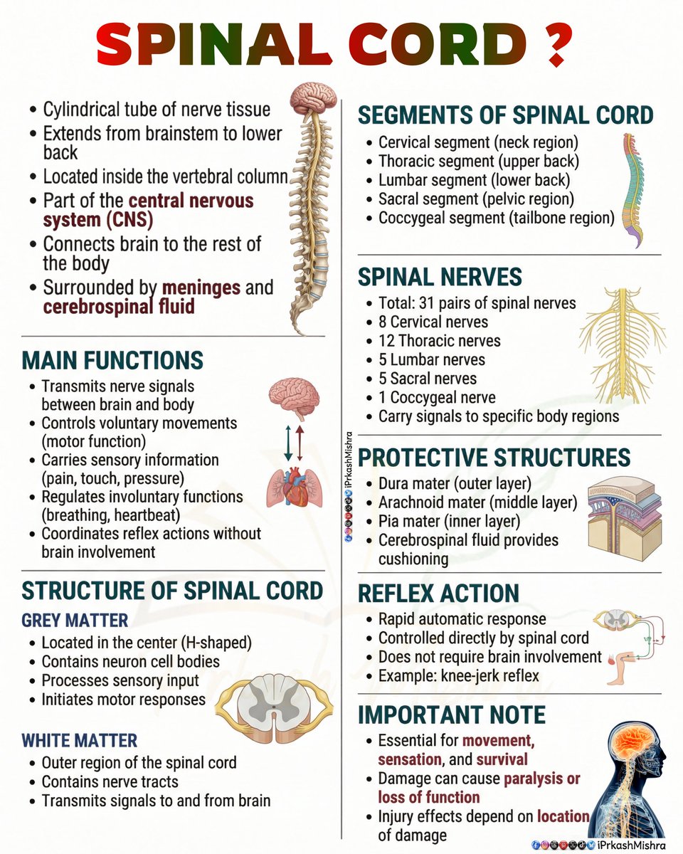iPrkashMishra's tweet image. SPINAL CORD 
— Anatomy, Structure &amp;amp; Functions ...
— Central Nervous System Connection Pathway ...
#spinalcord #iprkashmishra #nervoussystem #spinalanatomy #spinalhealth