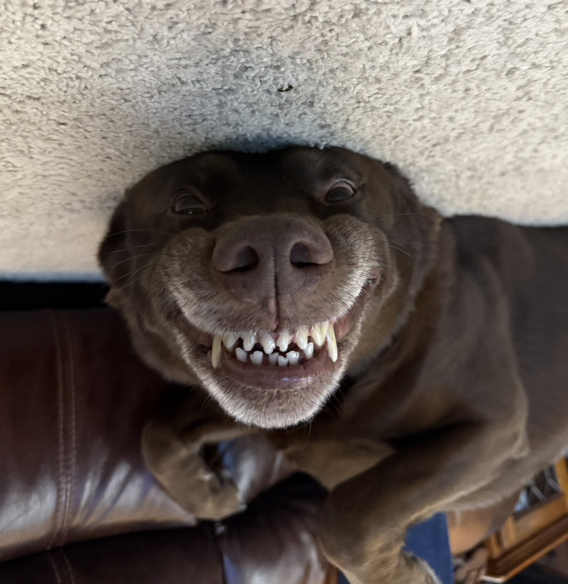 giantfren's tweet photo. Post a pic of your dog here ๐ซต๐ป
#DogsBeforeMuslims https://t.co/LFibeaRLam