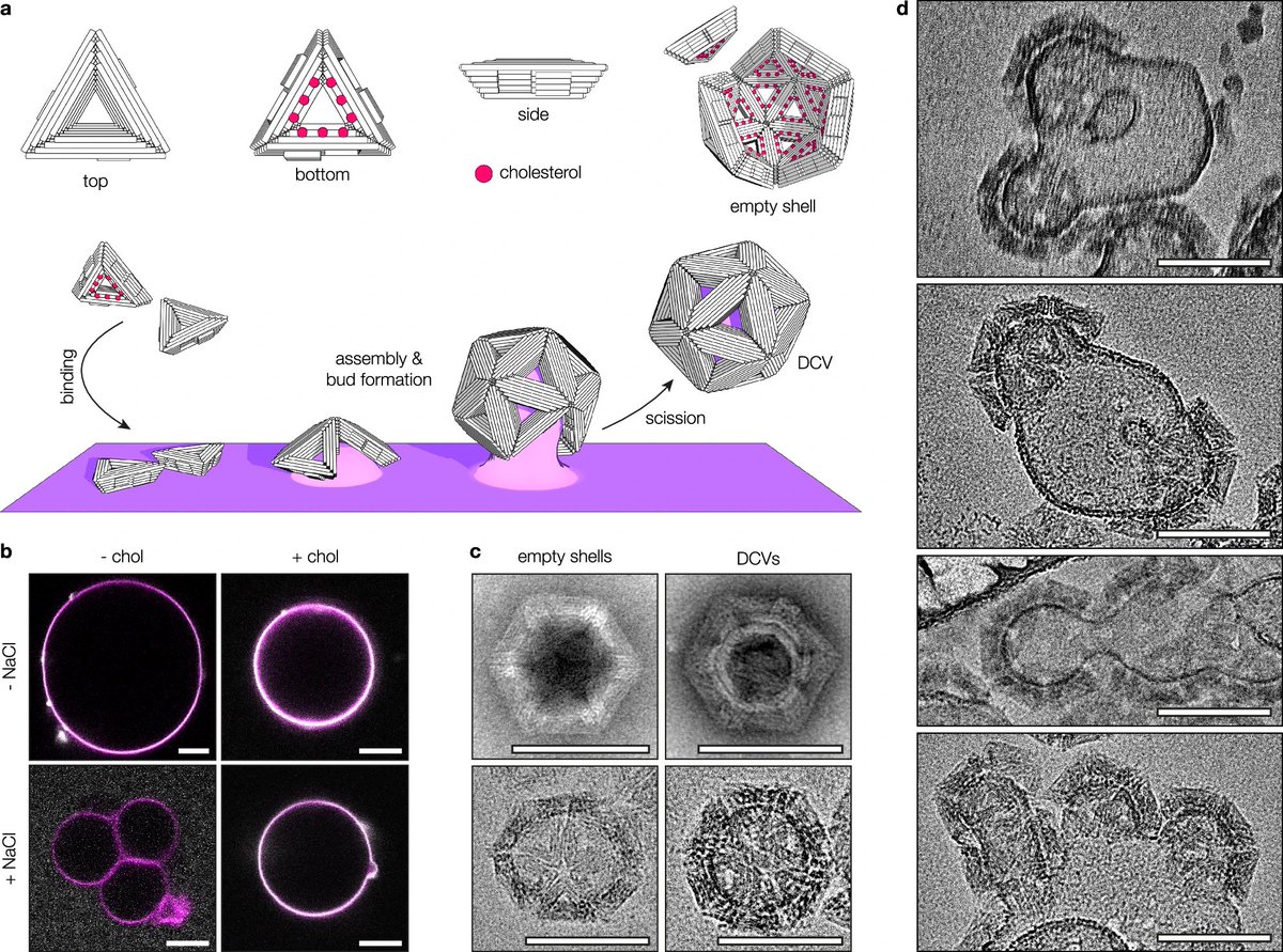 LoganTCollins's tweet photo. Pinner and Dietz made DNA origami shells which mimic biological clathrin proteins by grabbing onto lipid membranes and pulling out roughly spherical buds! Link "Programmable DNA shell scaffolds for directional membrane budding": https://t.co/K3nTgWf7j3 https://t.co/erF0N0sW89