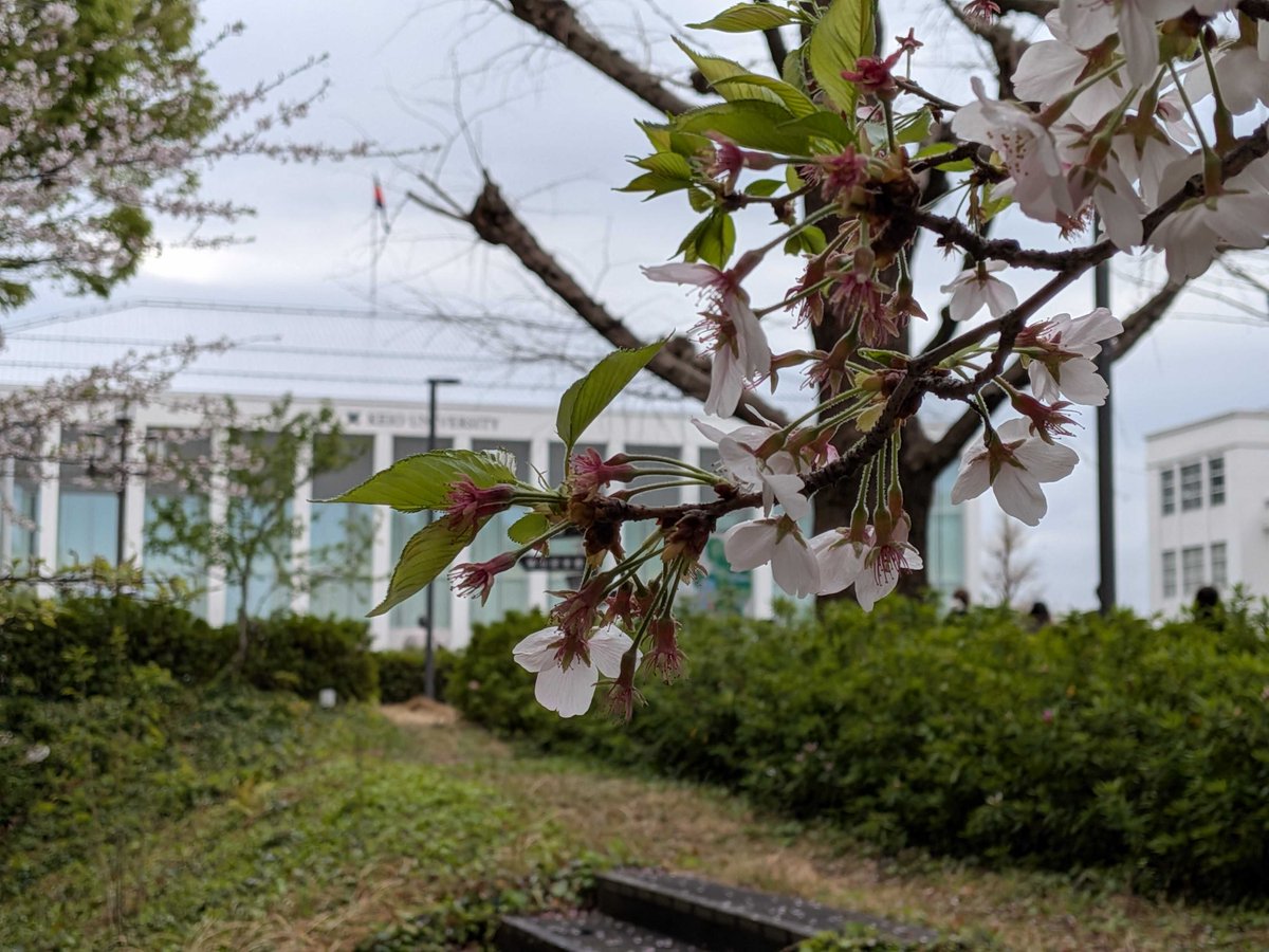 慶應義塾 tweet media