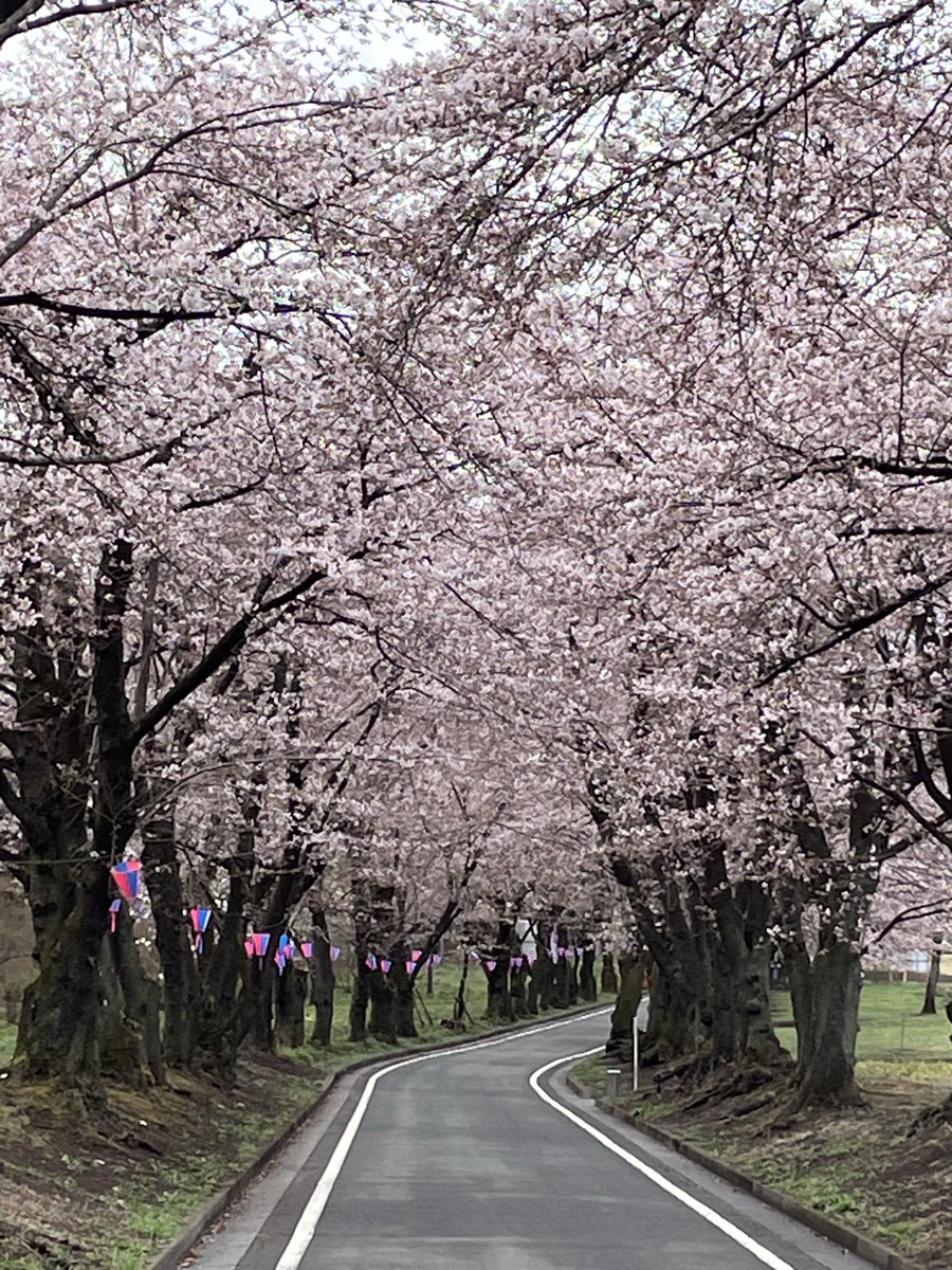 赤城南面千本桜まつり【公式】 tweet media