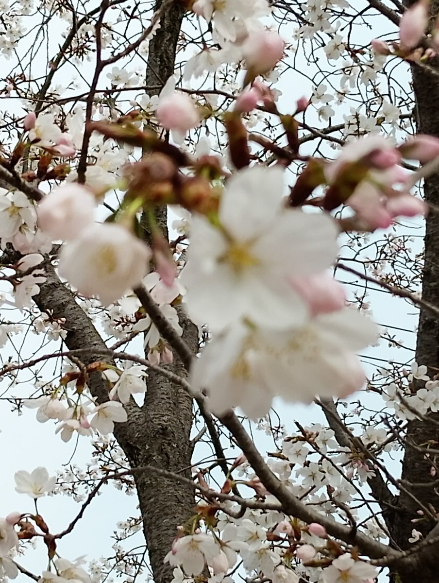 ネムノキ　🌹🌿🏵️🍀🌷🌱🌸 tweet media