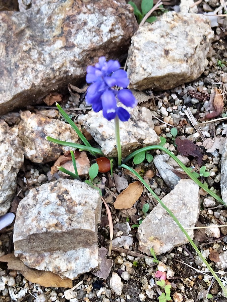 ネムノキ　🌹🌿🏵️🍀🌷🌱🌸 tweet media