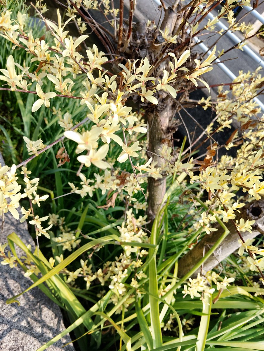 ネムノキ　🌹🌿🏵️🍀🌷🌱🌸 tweet media