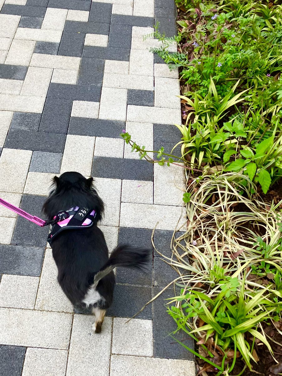 rumimyoda's tweet photo. おはようございます。
雨が降る前にうららのあさんぽへ🐾

新年度、私は歯医者さんからスタート。 https://t.co/sR7y9rl0Pg