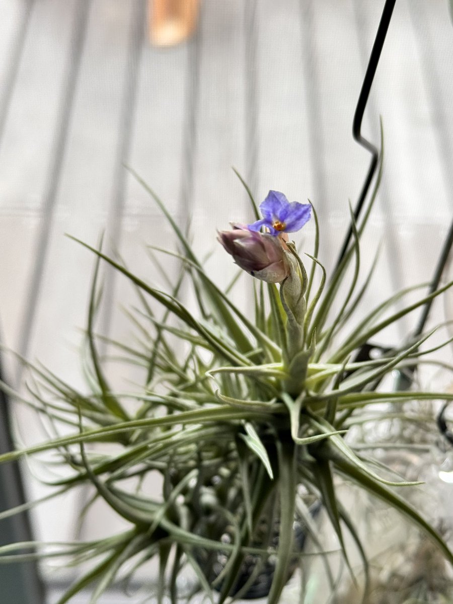 cuore900's tweet photo. はじめてのエアープランツ
チランジア・ベルゲリが
花を咲かせてくれました(^^) https://t.co/ghnN011bxC