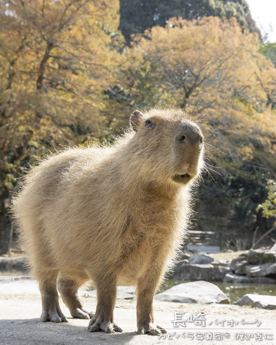 カピバラ写真家〇渡辺克仁 tweet media