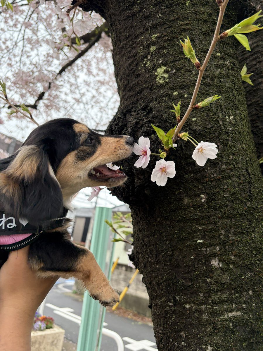 チワックスのちくわ tweet media