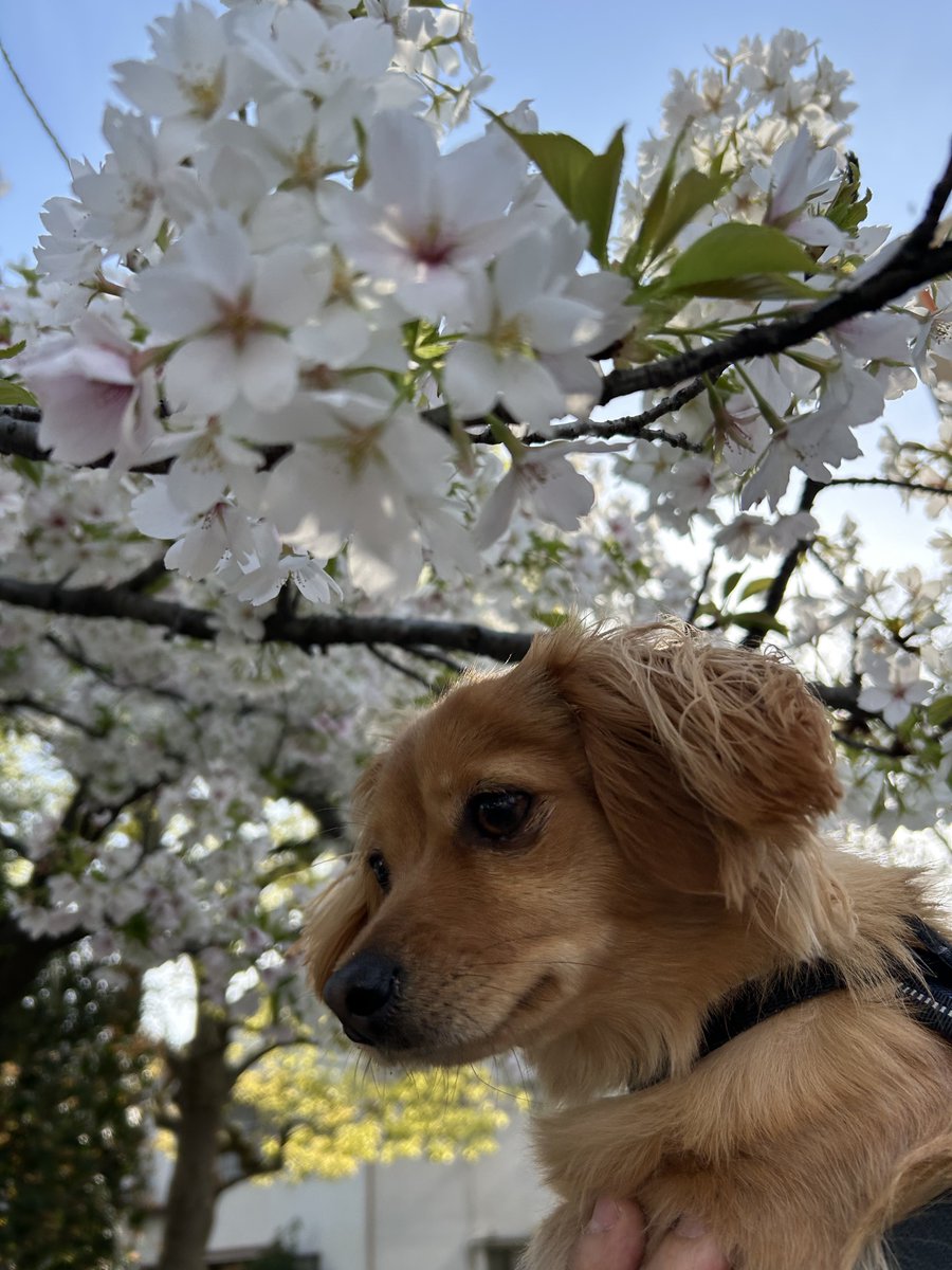 チワックスのちくわ tweet media