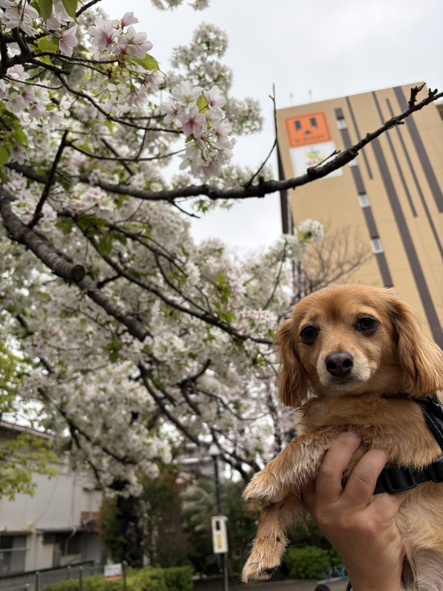 チワックスのちくわ tweet media