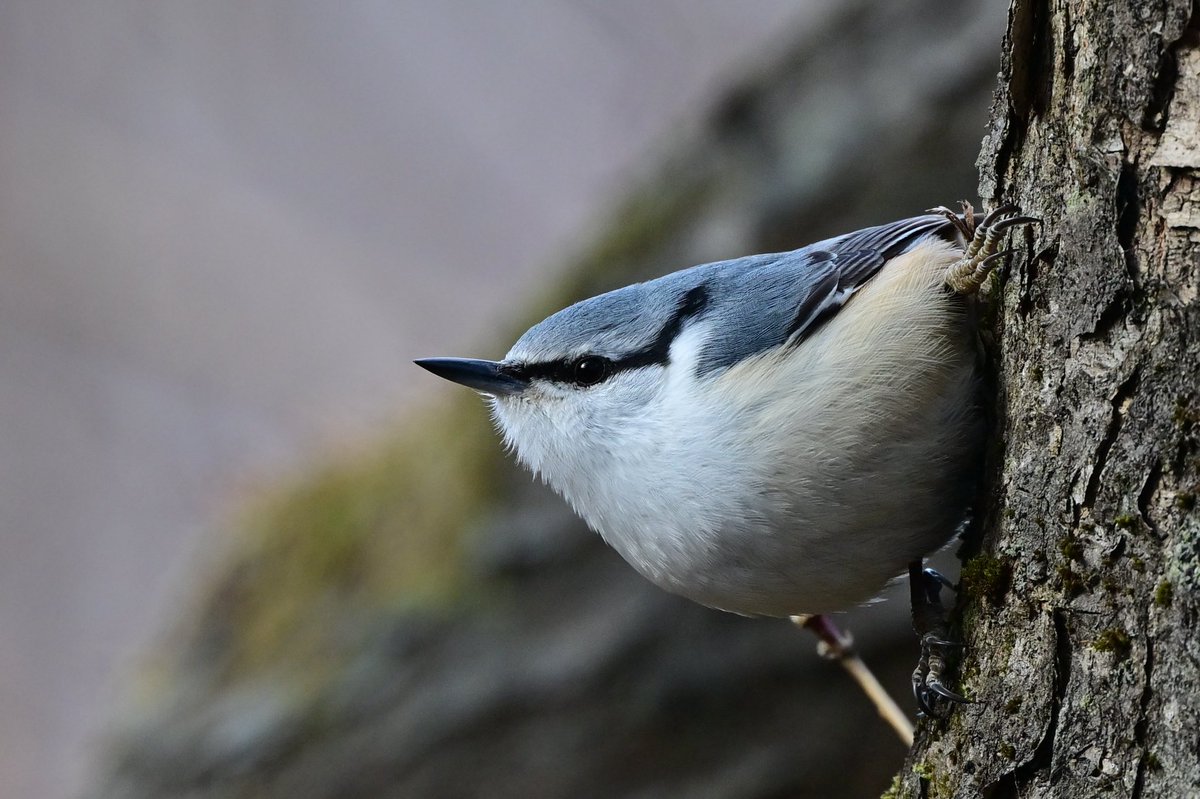 えむビタキ tweet media