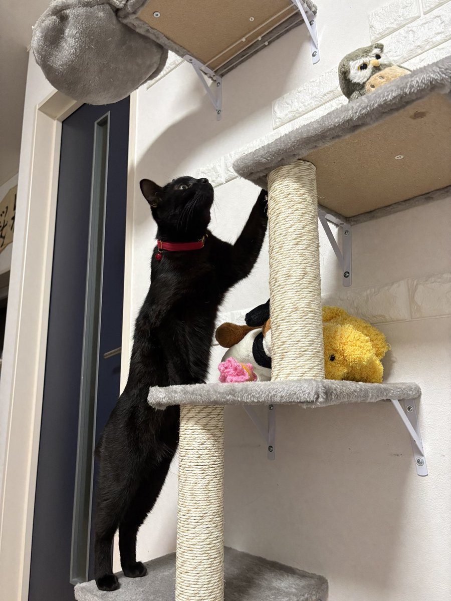 あずき🐾 tweet media