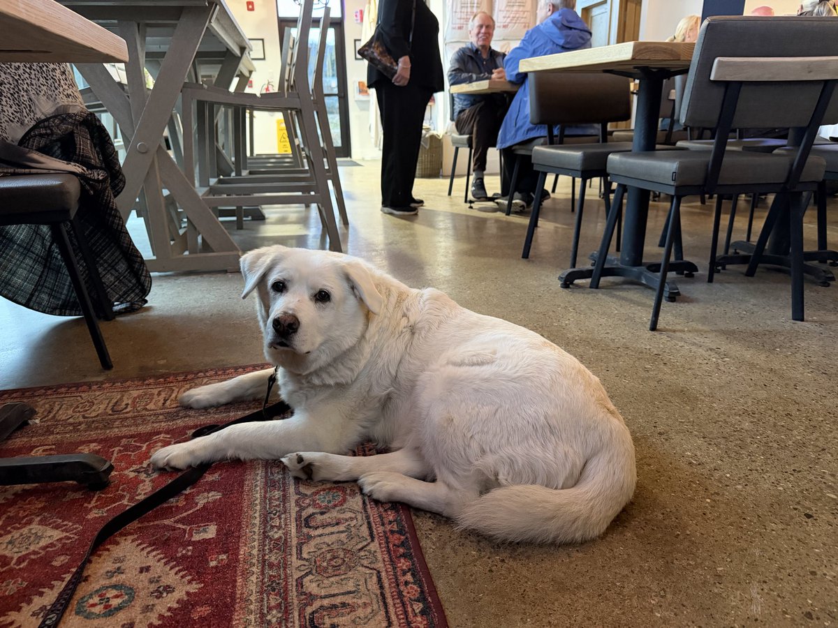 Robert 🇨🇦 tweet media