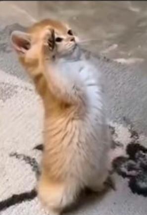 تطبيق نينجا🥷🏻 tweet media