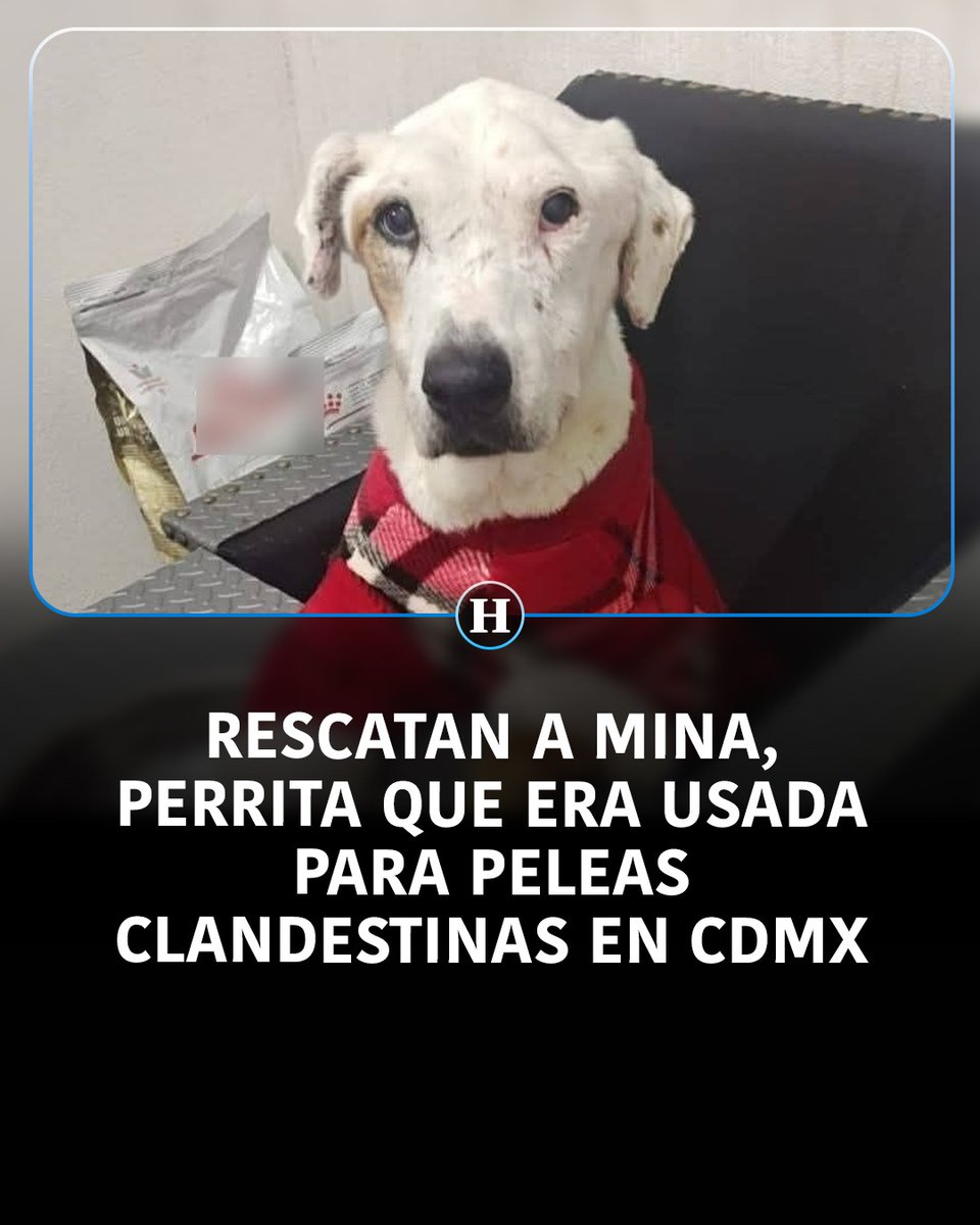 El Heraldo de México tweet media