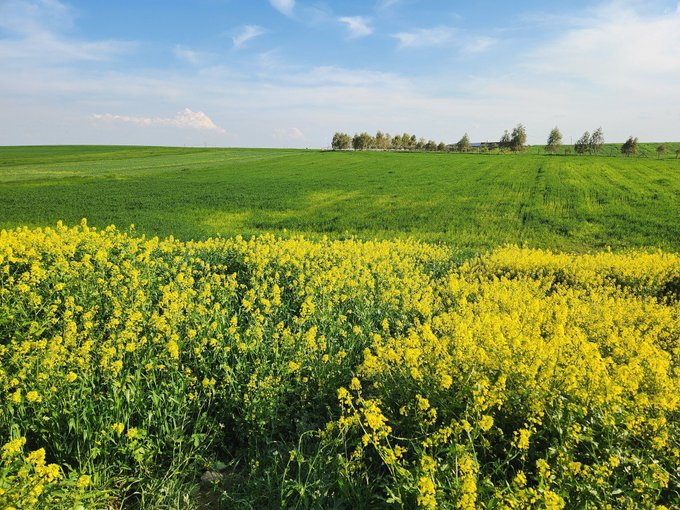 فاطمة العراقي tweet media