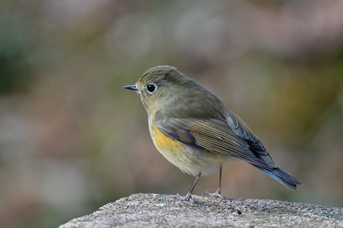 えむビタキ tweet media