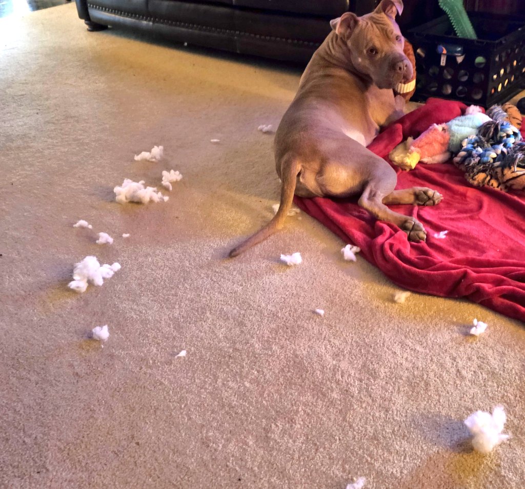 randomgrl tweet media