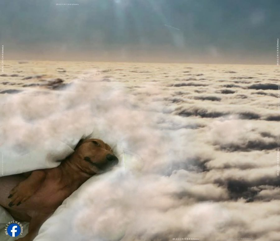 Salvador Iglesias Jr tweet media