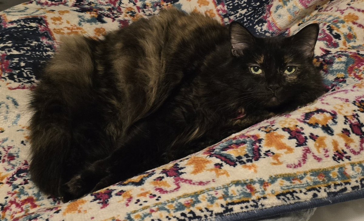 KooLLaiDHTX tweet media