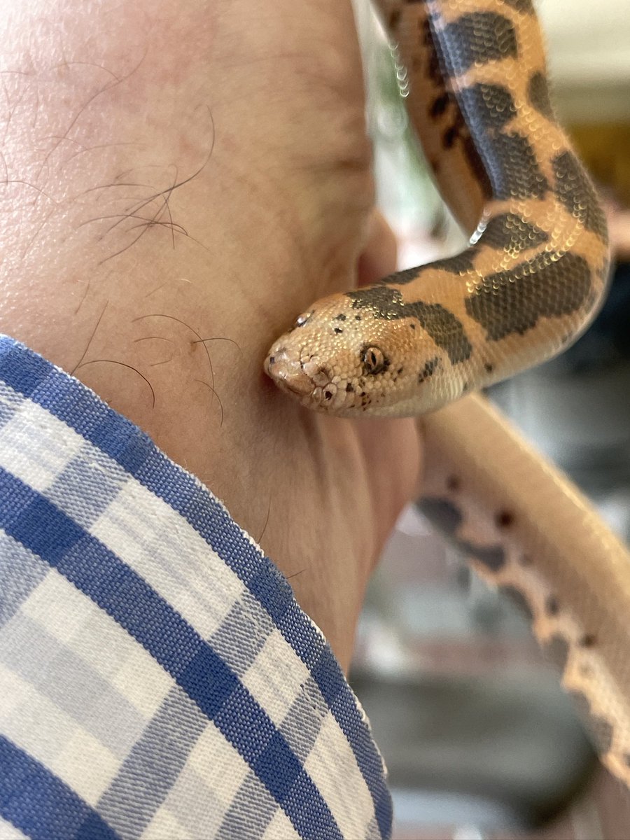 markowenmartin's tweet photo. Baby Carl the Kenyan Sand Boa is still on his hunger strike, but continues to look good, and has not lost much weight. I think he is getting ready to shed again. Also, it seems clear that this #EmotionalSupportSnake genuinely likes me. He boops my nose, and I boop his. https://t.co/A0PIj1pT5L