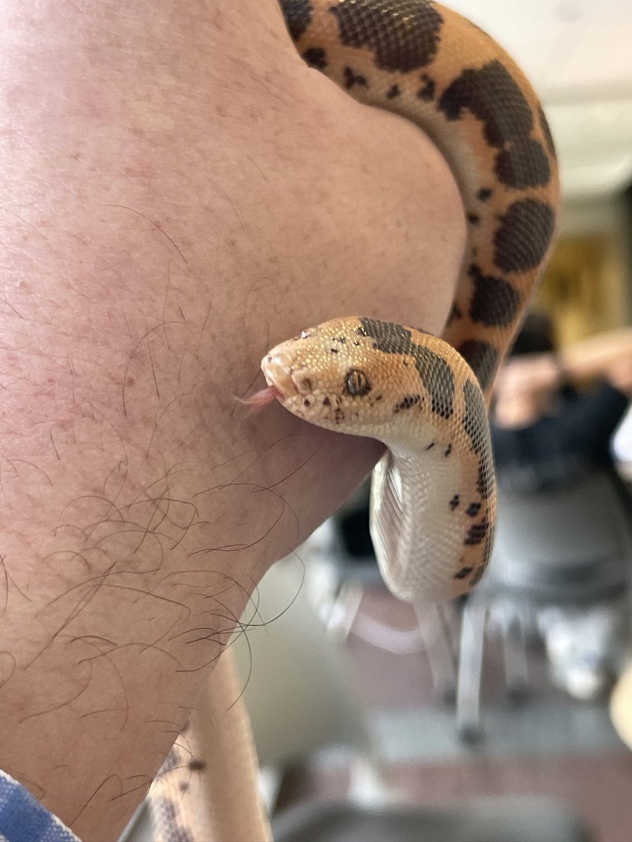 markowenmartin's tweet photo. Baby Carl the Kenyan Sand Boa is still on his hunger strike, but continues to look good, and has not lost much weight. I think he is getting ready to shed again. Also, it seems clear that this #EmotionalSupportSnake genuinely likes me. He boops my nose, and I boop his. https://t.co/A0PIj1pT5L