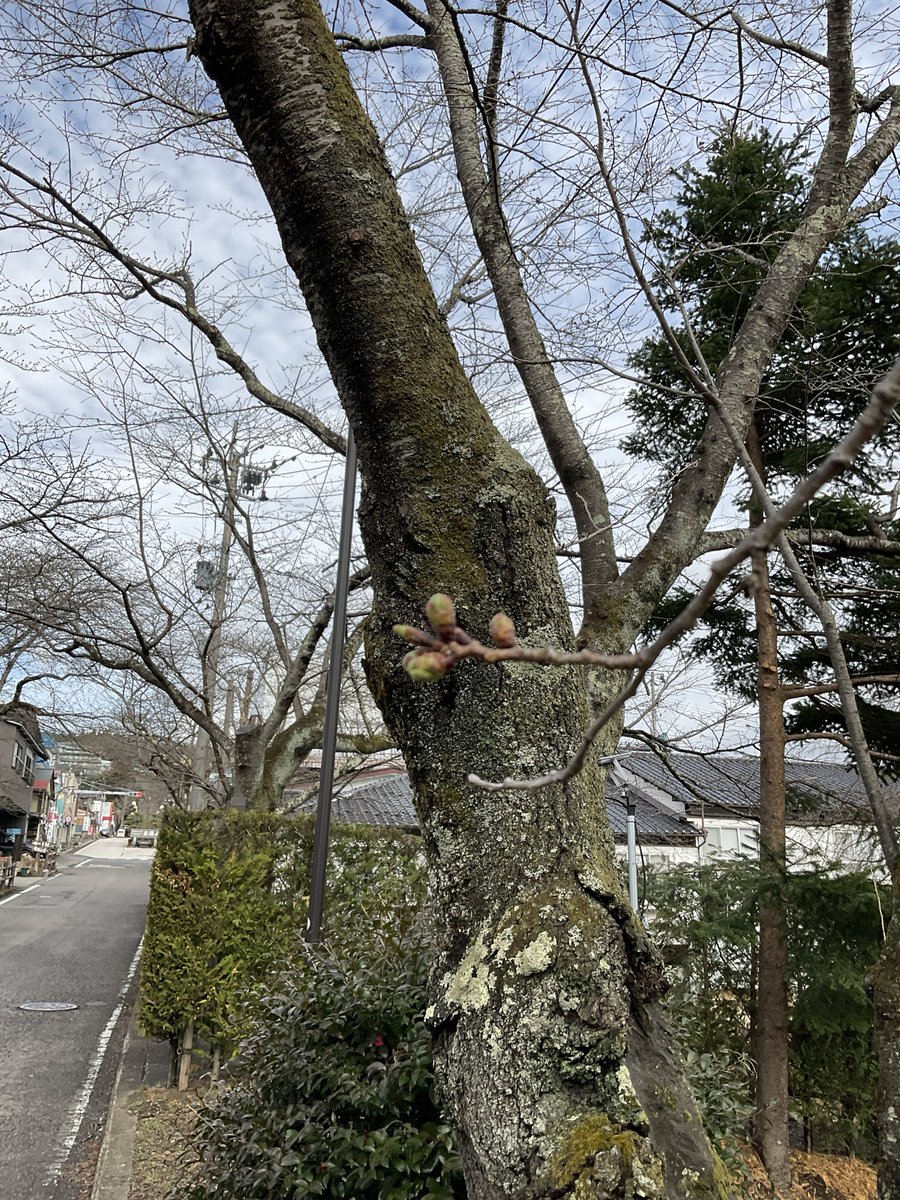 dakeonsen_s's tweet photo. 撮影日　2026年4月1日
開花状況　つぼみ

つぼみが大きくなってきています。 https://t.co/oe3E6Gs9nf