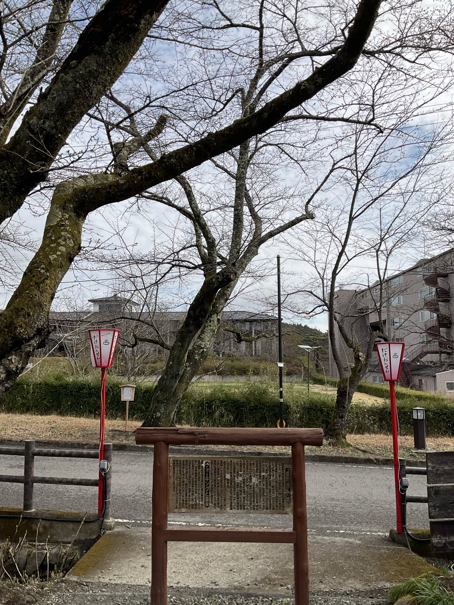 dakeonsen_s's tweet photo. 撮影日　2026年4月1日
開花状況　つぼみ

つぼみが大きくなってきています。 https://t.co/oe3E6Gs9nf