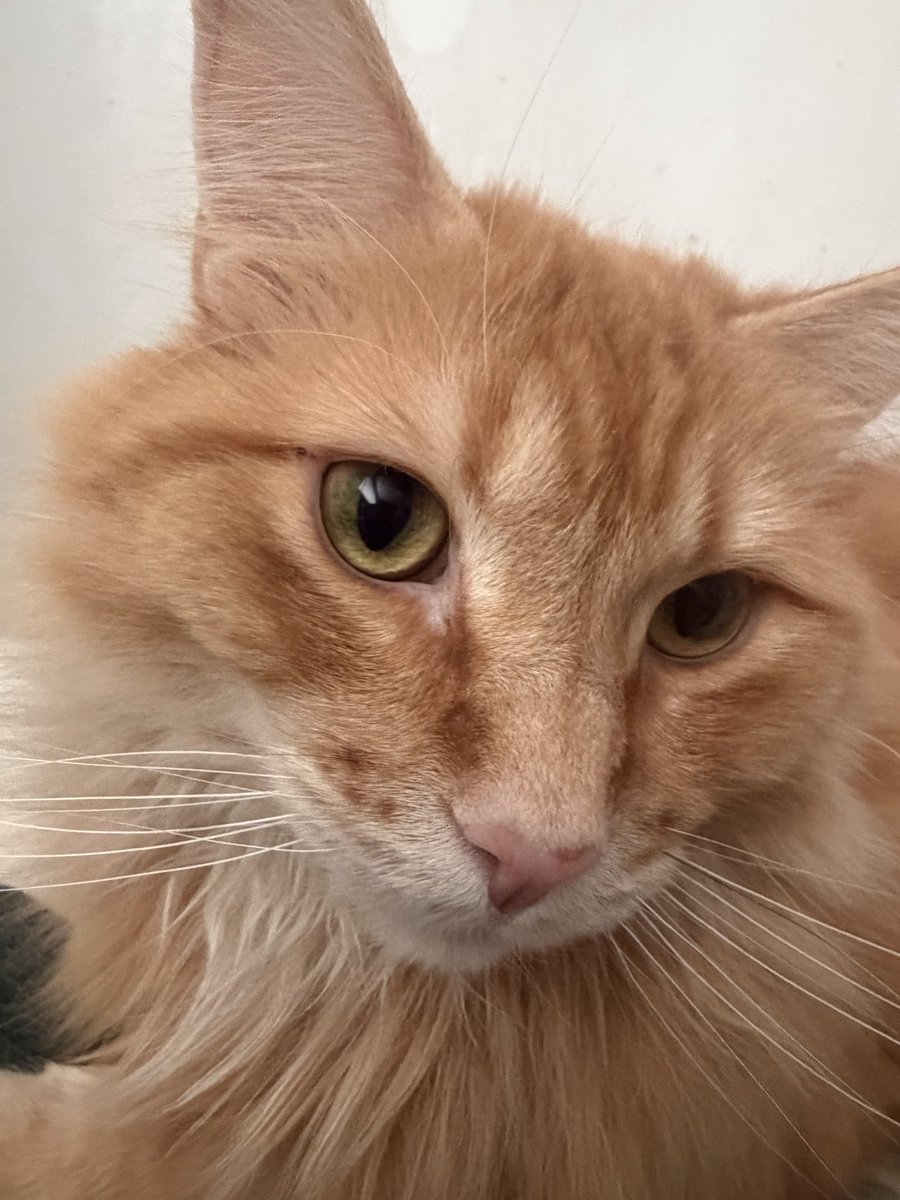 🦋❄️Lady Random❄️🦋Snow Leopard Vtuber tweet media