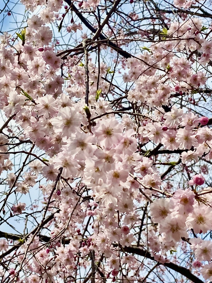 東京大学情報基盤センター tweet media