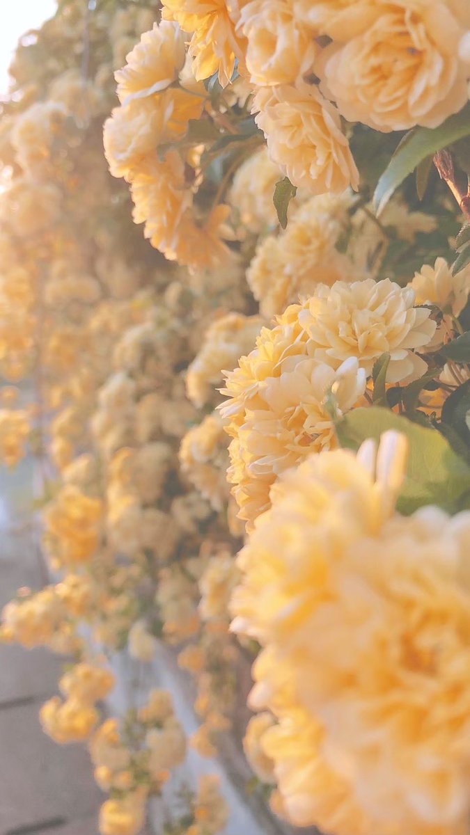 さっちん🐒 tweet media