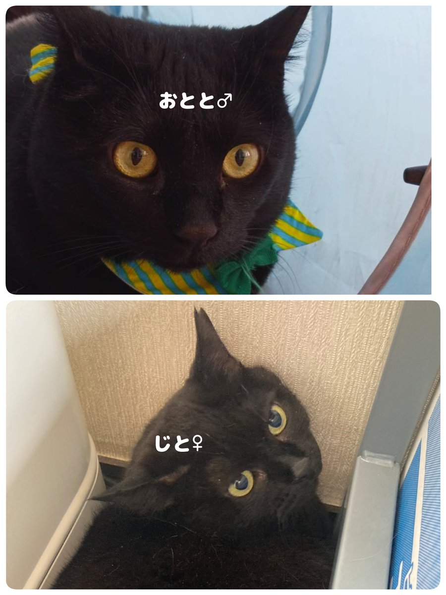2Betsy0's tweet photo. 3.29ツキイチ！保護猫譲渡会
終了しました😊

ツキイチはふれあい型譲渡会です😊
次回は4.19！

#北海道釧路市
#ツキイチ保護猫譲渡会 https://t.co/0qIoBtG3XA