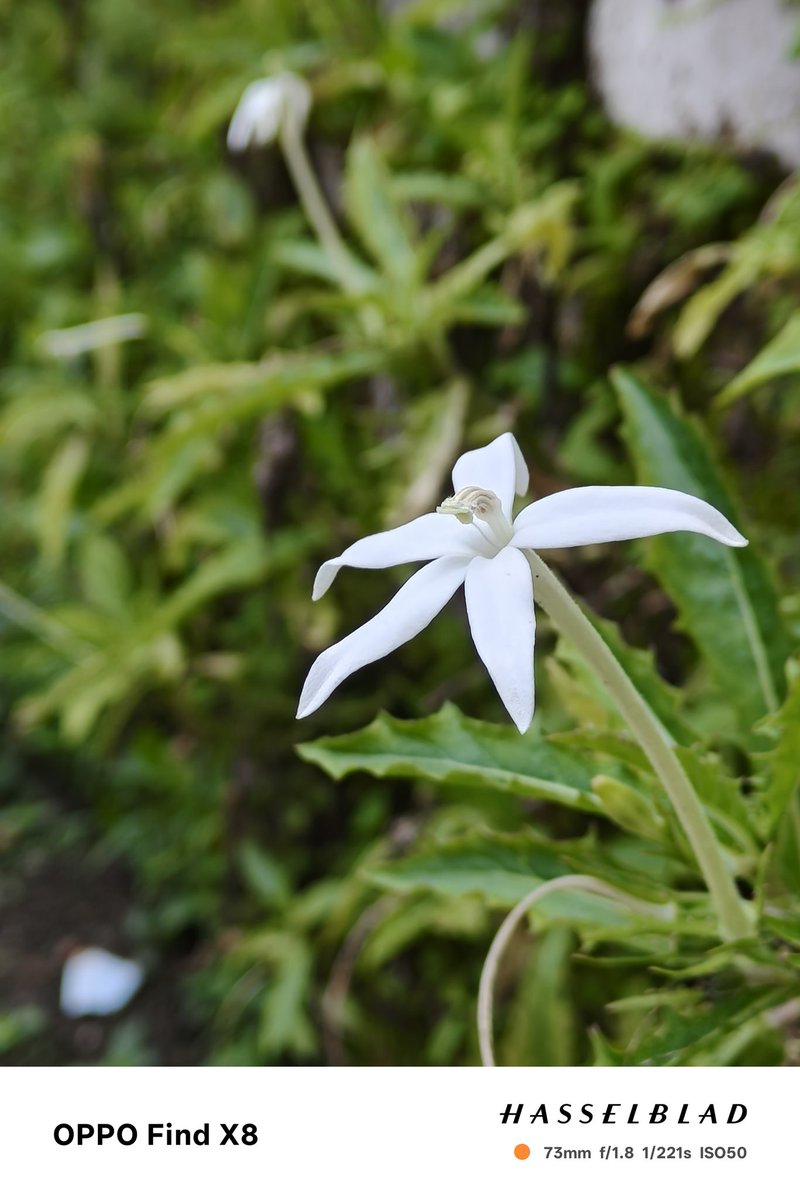 Biru 🥶 tweet media