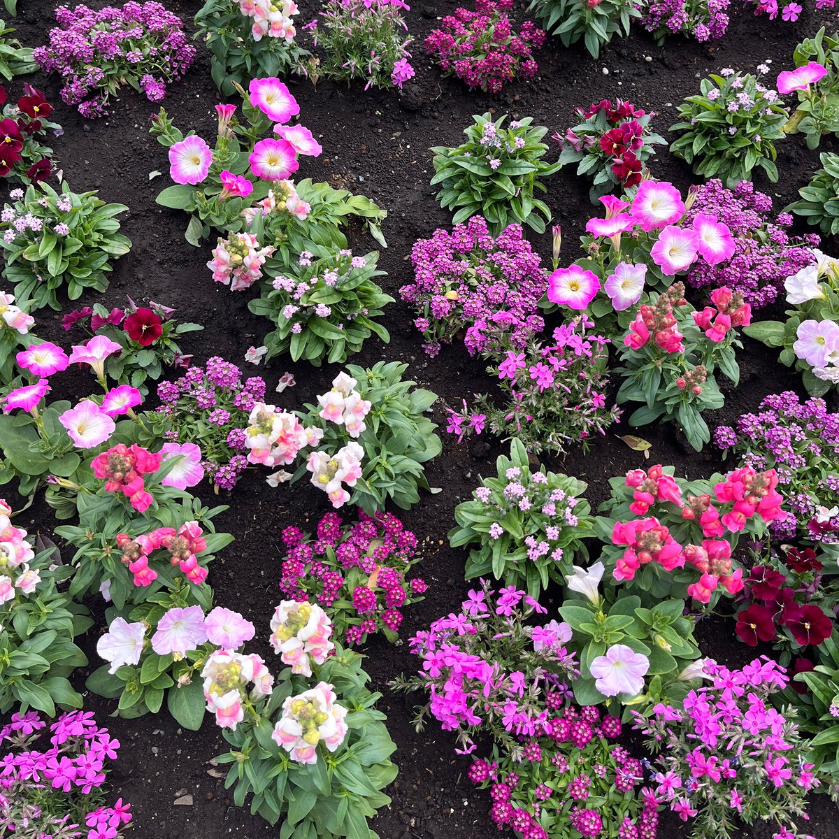 かしわらあきお tweet media