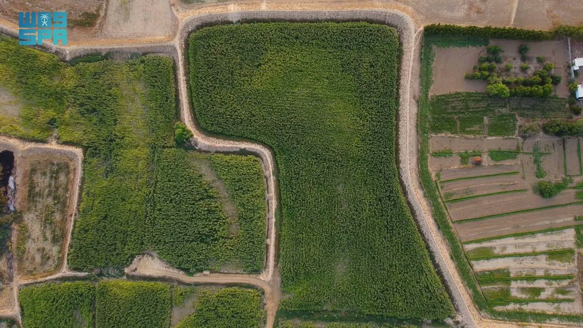 الراصد نيوز 🇸🇦️ tweet media