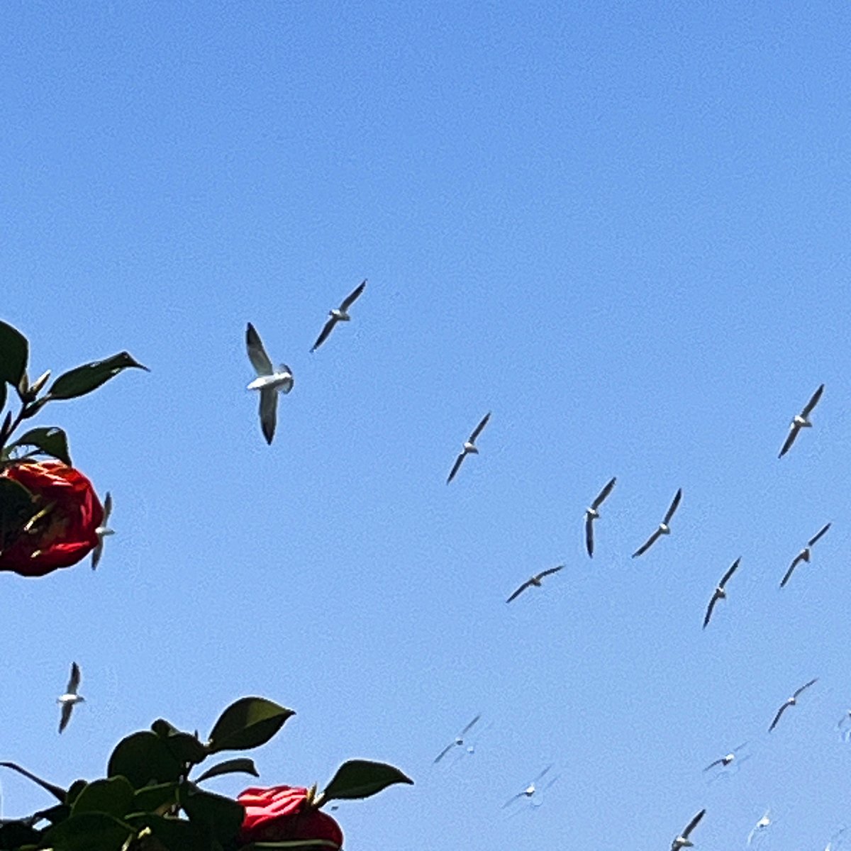 かしわらあきお tweet media