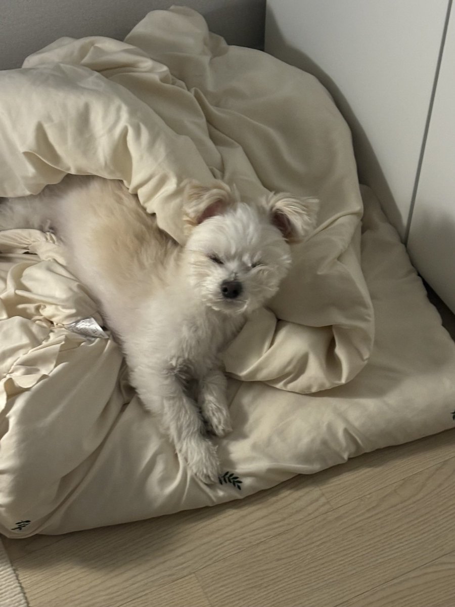 강아지 tweet media