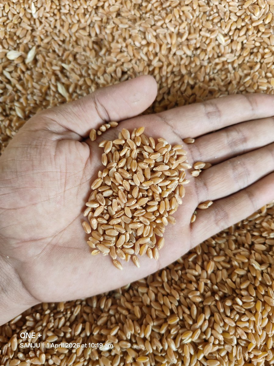 MP04_TRADER's tweet photo. Apna Sona🌾 https://t.co/amdpxWbjT2