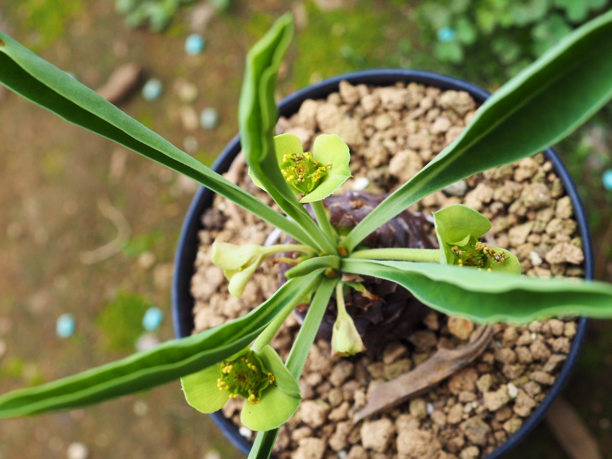 ぼびぃ tweet media