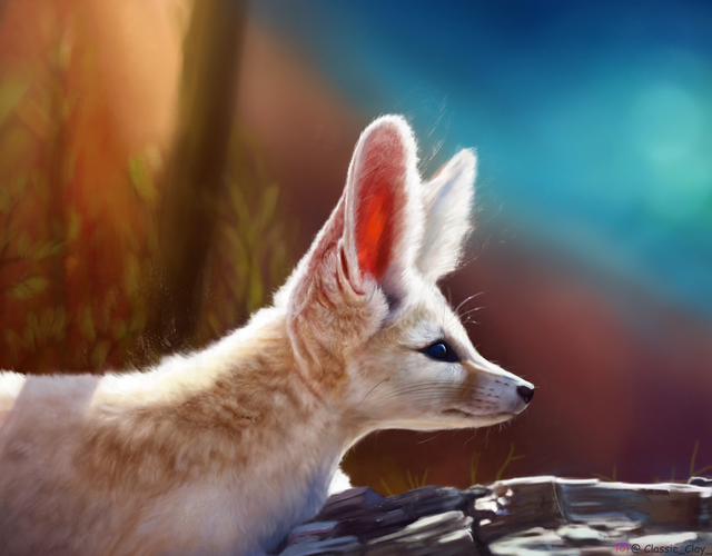 Fennec Every Hour! tweet media