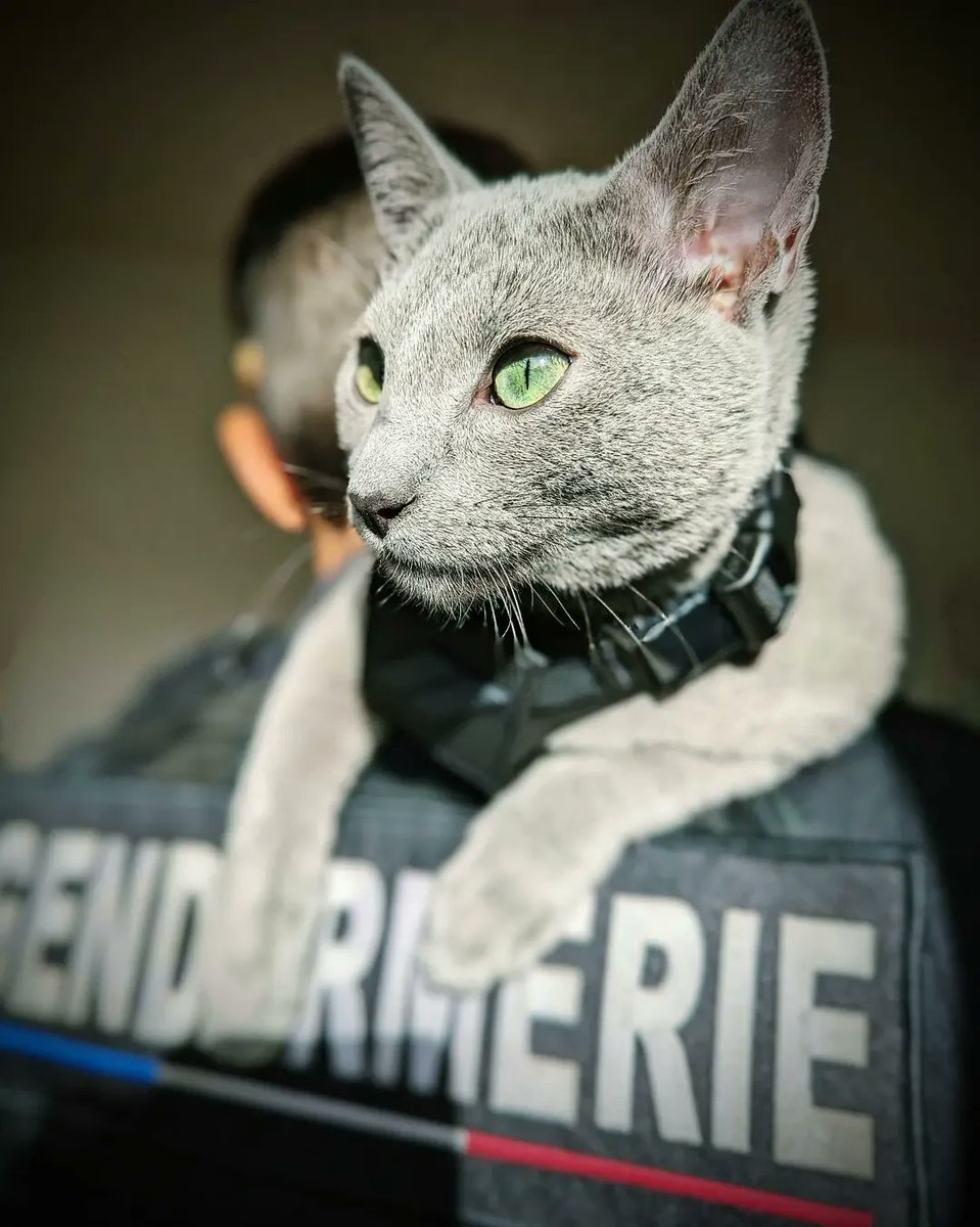 Gendarmerie nationale tweet media