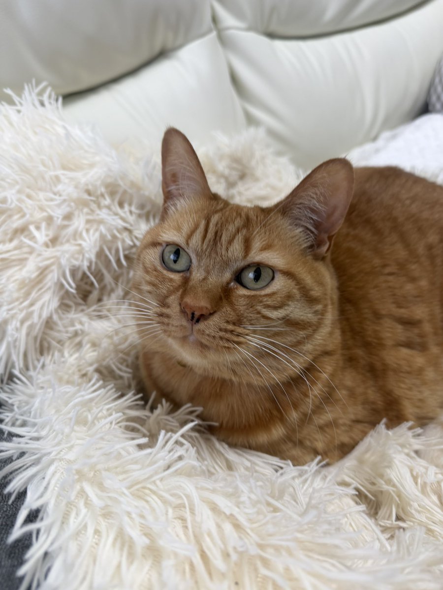 伊藤さくら@6/20バースデーワンマン‼️ tweet media