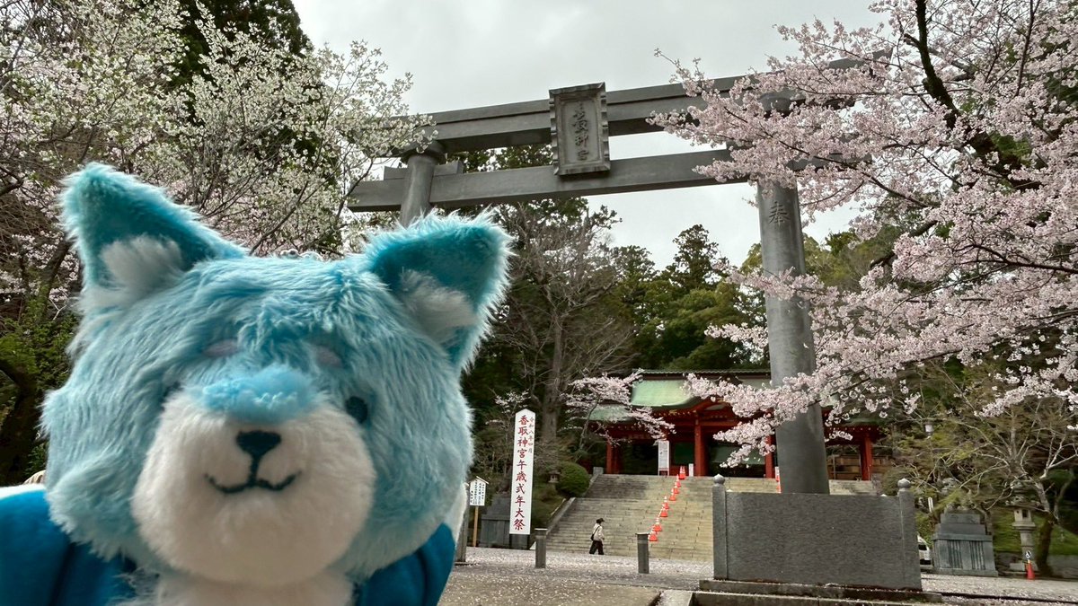 さえどん tweet media