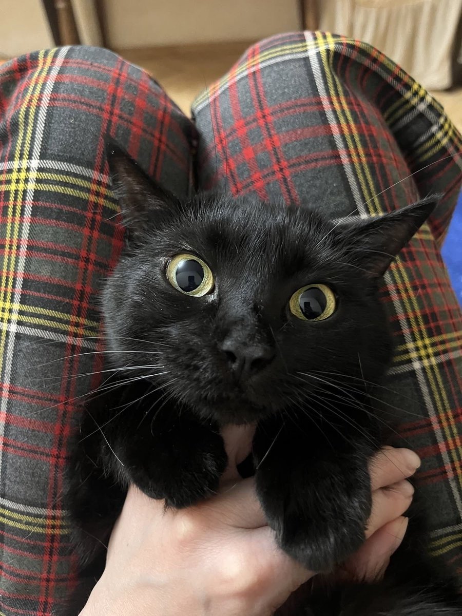 Black cats are not bad luck tweet media