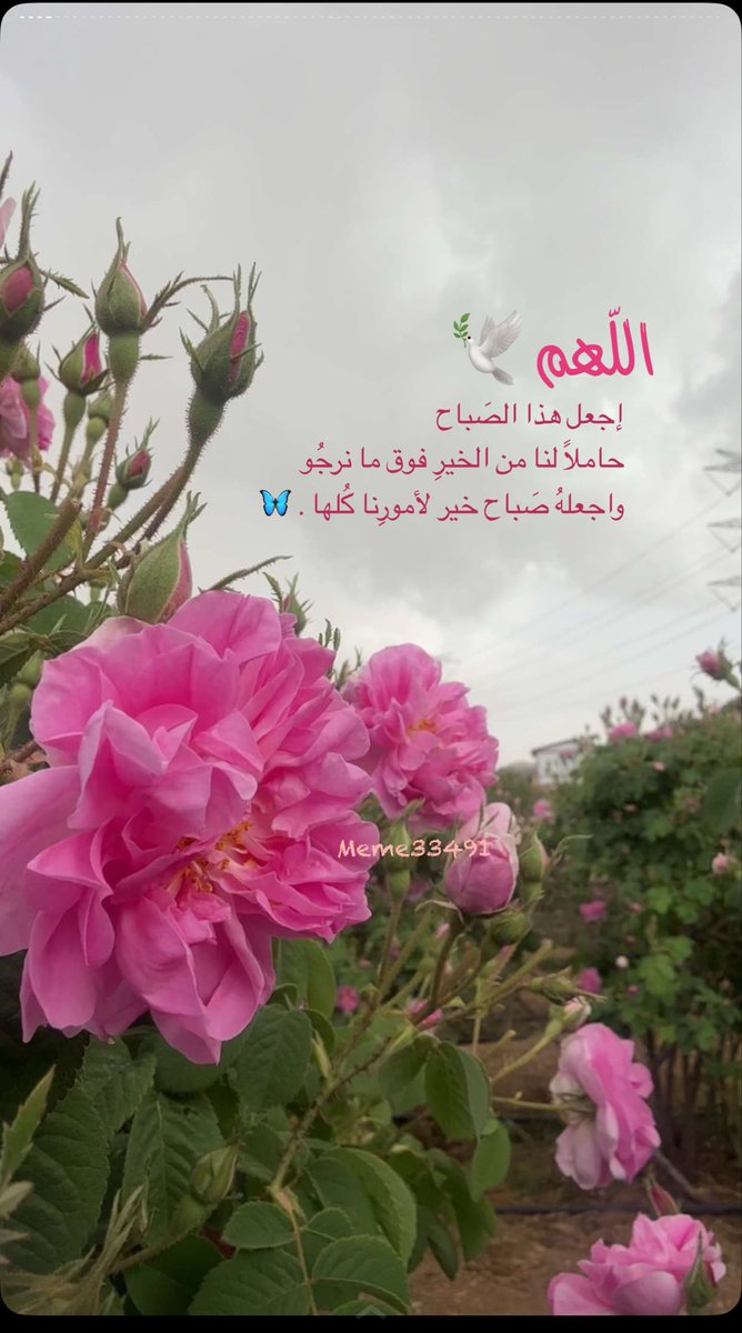 أمل الحب tweet media