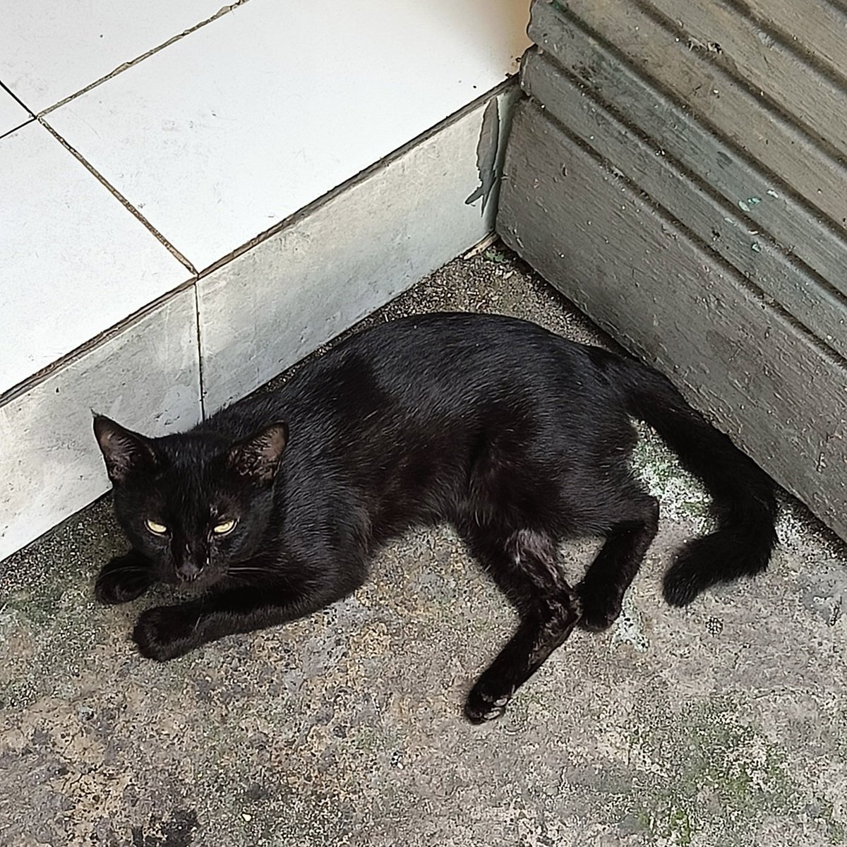 ㄷㄹㄹ tweet media