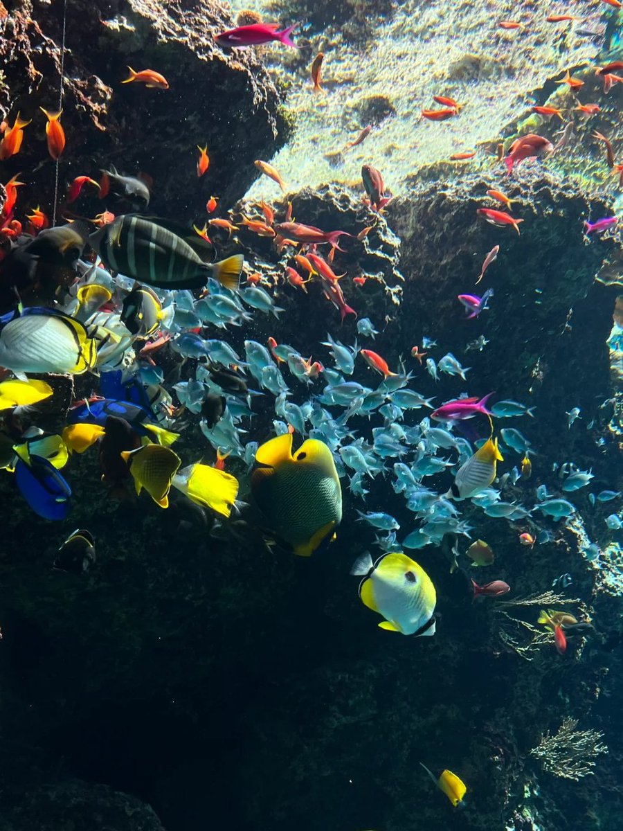 ことね🌈🎶 tweet media