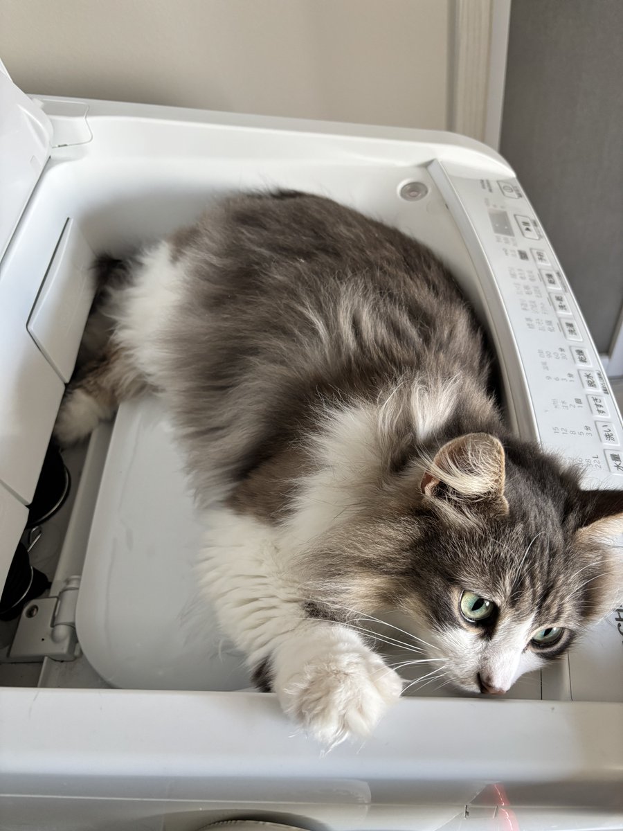 いずみ tweet media