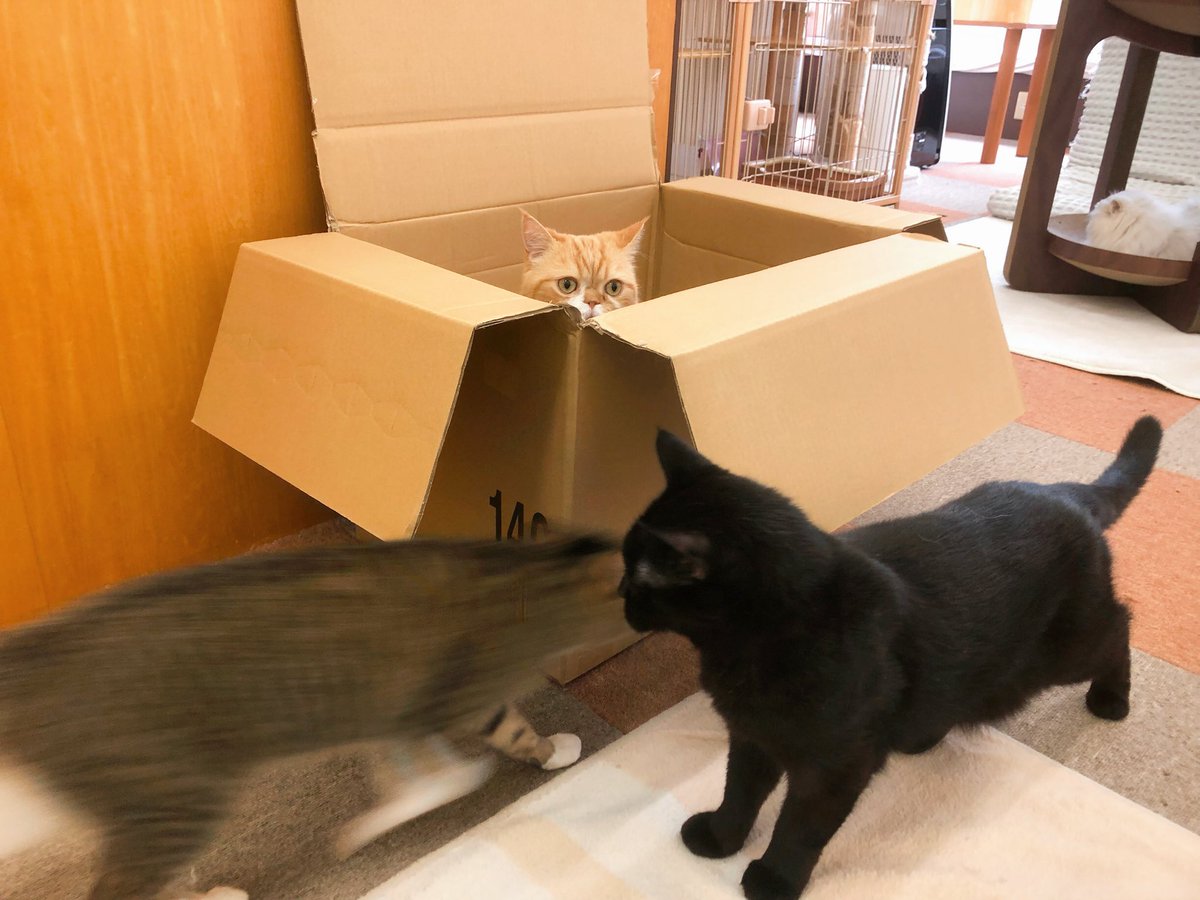 cat cafe にゃんこと tweet media