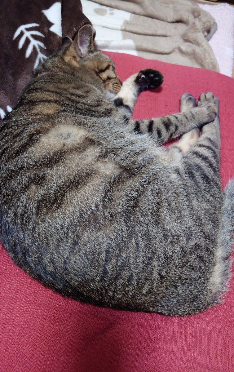 SHO🤘🍰🍣🍛🍔 tweet media